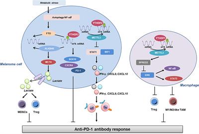 Epigenetics Regulates Antitumor Immunity in Melanoma